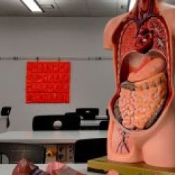 Consulta del aparato digestivo en Toledo